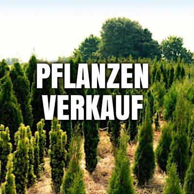 Pflanzenverkauf Gartenhof Becker